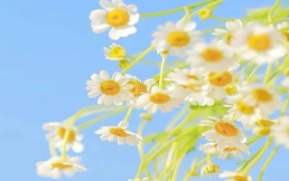 女人心态阳光的句子 精选十句励志文案