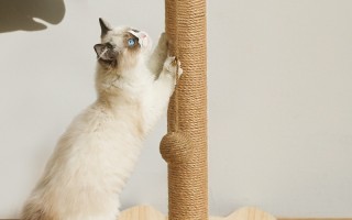 剑麻猫抓板猫抓柱磨爪器立式不掉屑耐磨猫爬架窝逗猫玩具猫咪用品