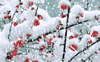 有关雪的诗句有哪些（赞美雪景之美的66条唯美诗词）（关于雪景的诗句有哪些?描写雪景的优美古诗词(图)）